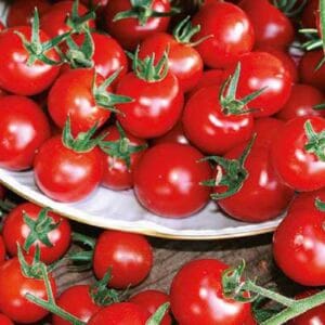 Paradižnik Philovita F1 (odporen češnjev paradižnik)