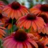 Classic Orange-Rose