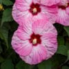 pink spinderella