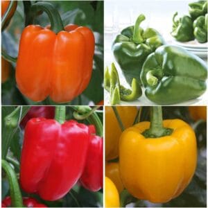 Paprika Beluga (babura, več barv, sladki plodovi)