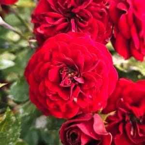 Vrtnica Lavaglut (grmasta ali stebelna, odporna)