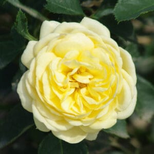 Vrtnica Yellow Fleurette (rumena pokrovna vrtnica)