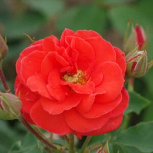 Vrtnica Oranžade (oranžna, mnogocvetna, odporna, rahlo dišeča)