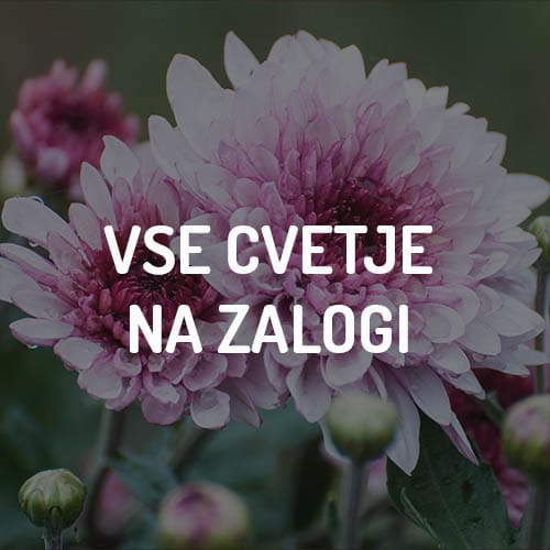 Vsa aktualna zaloga