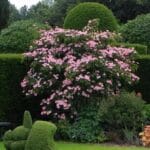 cornus_kousa_satomi