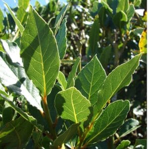 Lovor (Laurus nobilis)