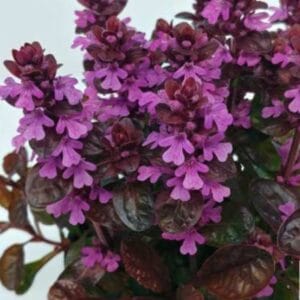 Ajuga ‘Midnight Mystery’