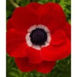 anemone scarlet_800x800