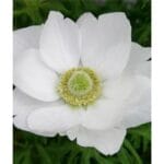 anemone white_800x800