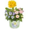Funny Spring