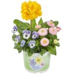 spring cheekies__800x800