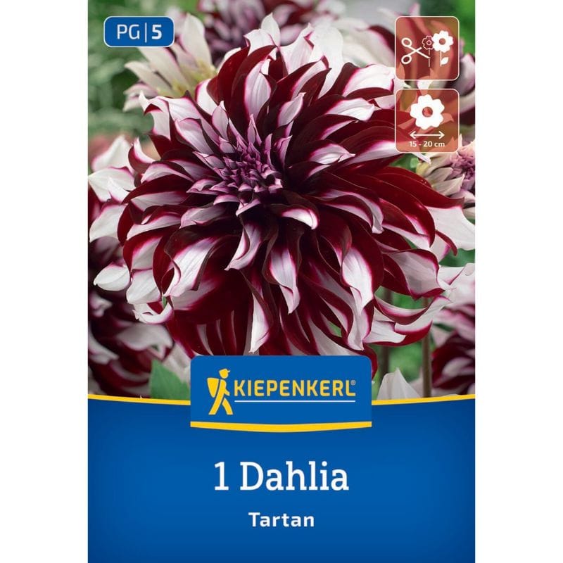 Dalija Tartan,  Kiepenkerl (Dahlia x Hybrida)
