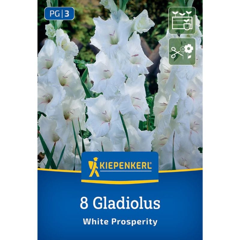 Gladiola White Prosperity, Kiepenkerl (Gladiolus x Hybrida)