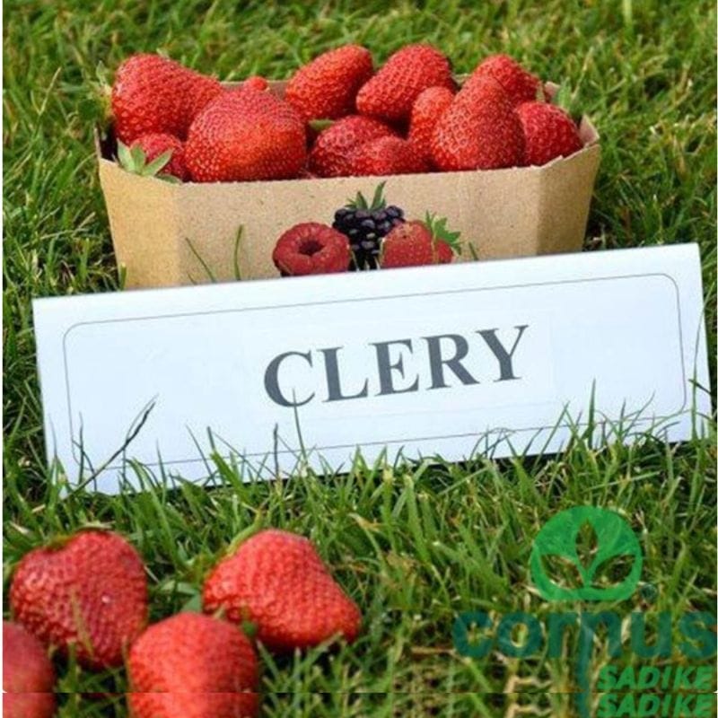 Jagode Clery (letne, debeli plodovi, obilna rodnost)