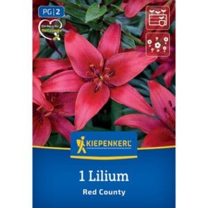 Lilija Red County, Kiepenkerl (Lilium x Hybrida)