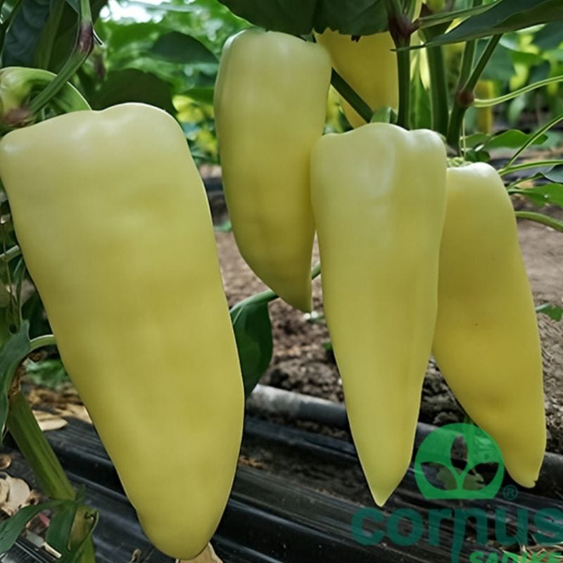 Paprika Trinity F1 (tip: Madžarska)