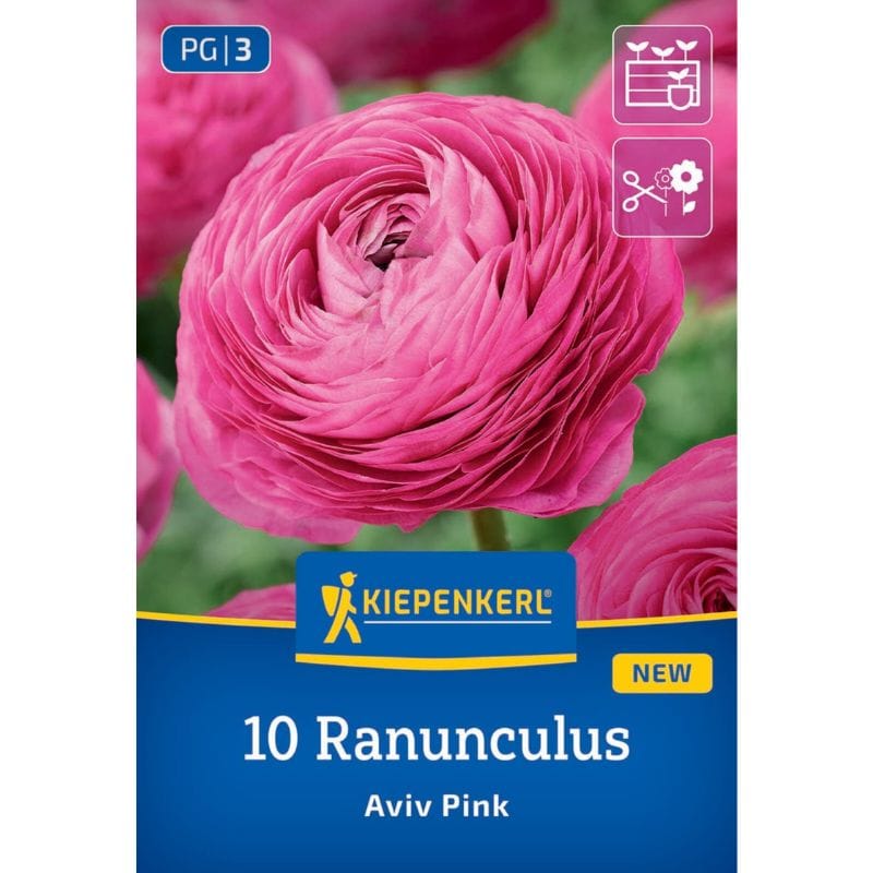 Ranunkule Aviv Pink, Kiepenkerl