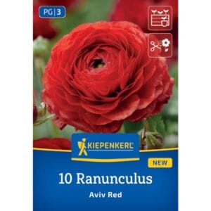 Ranunkule Aviv Red, Kiepenkerl