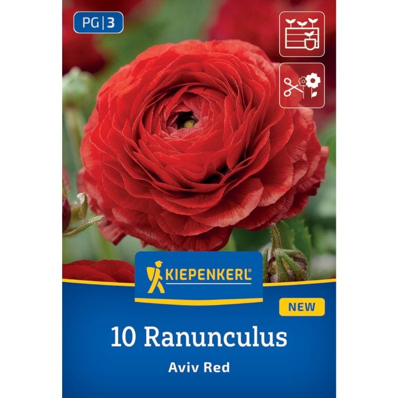 Ranunkule Aviv Red, Kiepenkerl