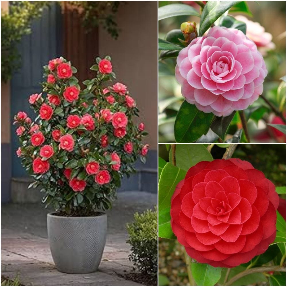 Kamelija (Camellia japonica, več barv)