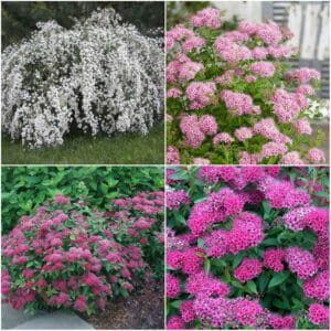 Medvejka, Japonska (Spiraea japonica, več barv)
