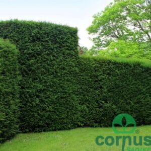 Navadna Tisa (20-25 cm)