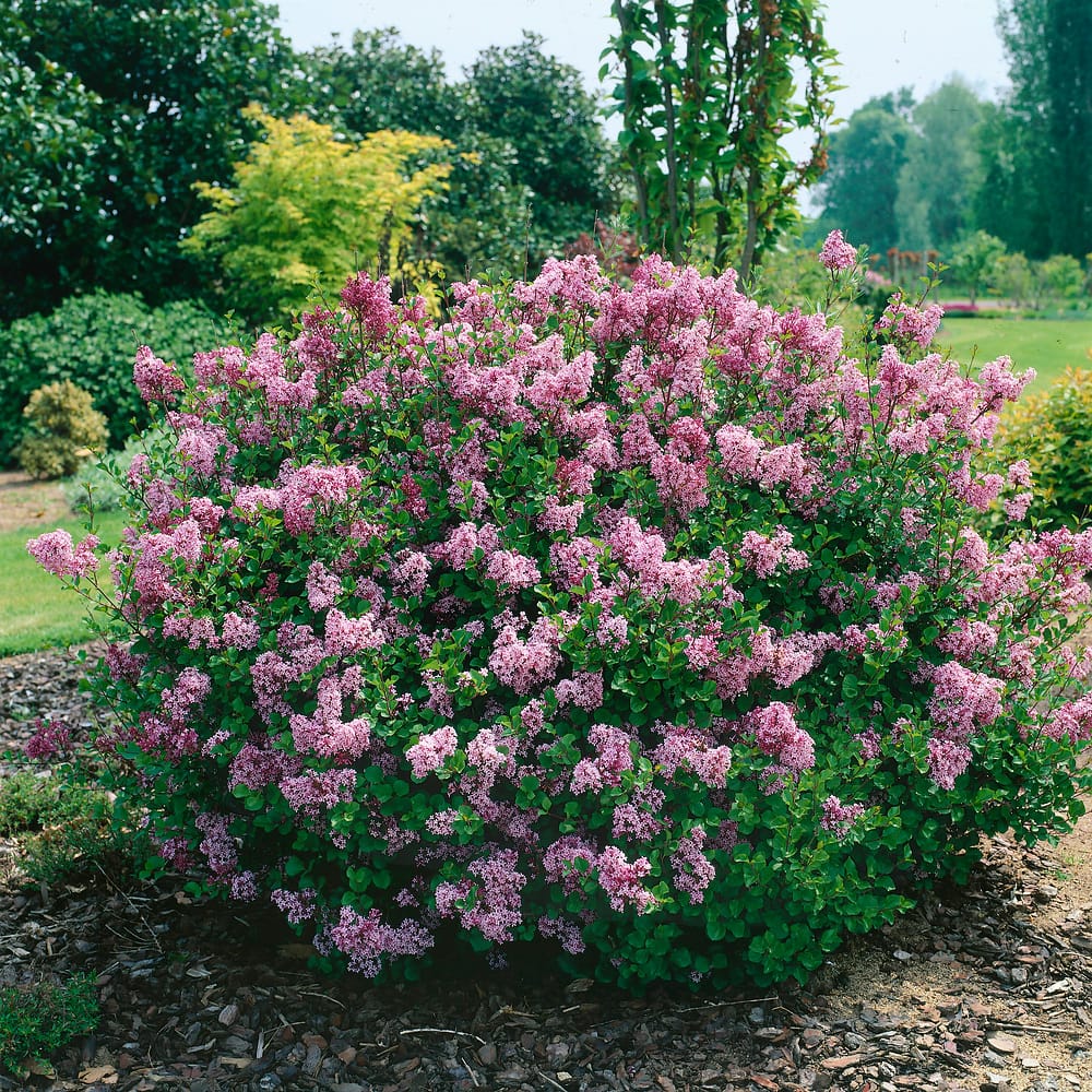 Pritlikavi španski bezeg (Syringa meyeri)