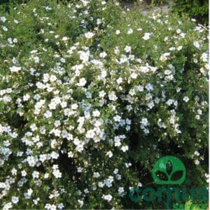 Grmasti prstnik (20-30 cm)