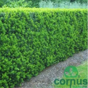 Stebrasta TISA “Hicksii” (30-40cm)