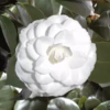 Nuccio's Gem - polnjena bela