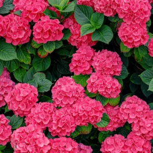 Hortenzija 'Red' (veliki kroglasti cvetovi, Hydrangea macrophylla)