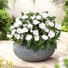 Compact White