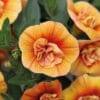 Double apricot