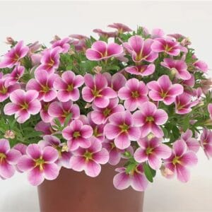 Milijon zvončki Calita® Compact pink lace (kompaktna rast)