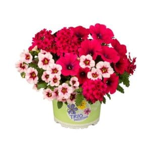 Trio Checkies® Fruit Punch (petunija, calibrachoe, verbena)