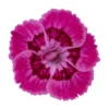 Tiny Pleasure Pink eye