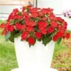 Compact Red