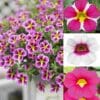 pink star-rose-white