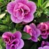 Double rosy