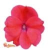 Compact Deep Rose