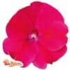 Compact Magenta