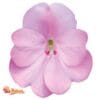 Compact Orchid Blush
