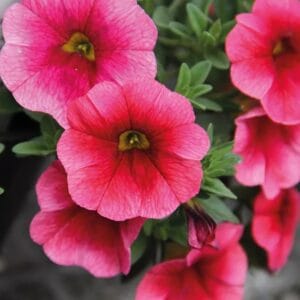 Milijon zvončki Calita® Compact Strawberry (kompaktna rast)