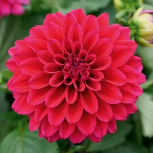 Dalija Lubega® Power Burgundy (Dahlia x hortensis)