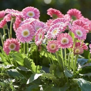 Gerbera
