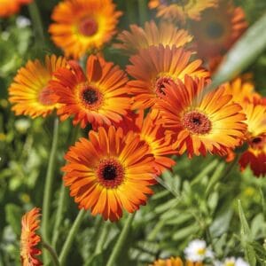 Gerbera Garvinea® Sweet (več barv)