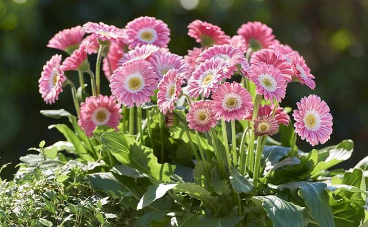Gerbera
