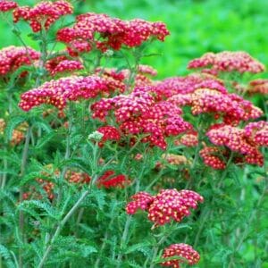 Navadni rman XXL (Achillea millefolium)