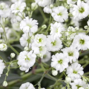 Šlajer pajčolanka XXL (Gypsophila paniculata)