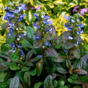 Ajuga Mini Mahogany (Plazeči skrečnik)
